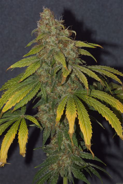 sensi seeds|sensiseeds.com.